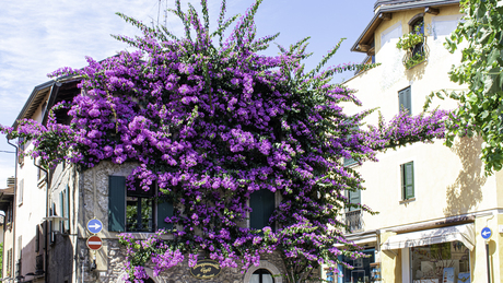 Bougainvillea
