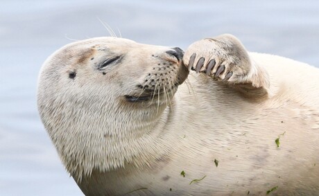 Grijze Zeehond,
