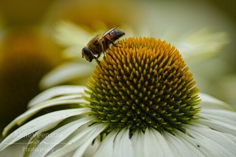 Bloemetje en de bij