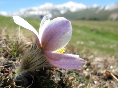 gewijzigde alpenbloem