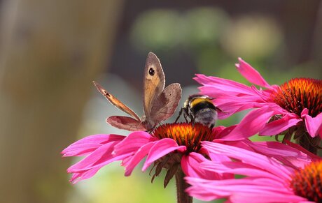 Summer where are you?