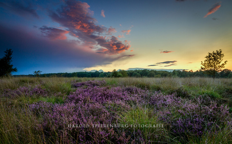 Regte heide - Riel (NB)