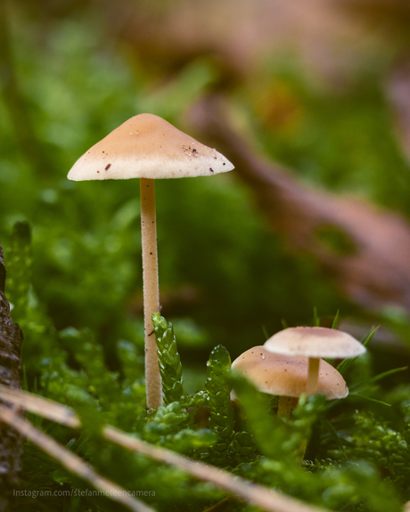 Melksteelmycena