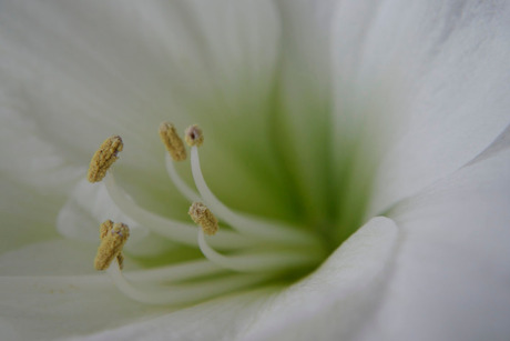 Amaryllis