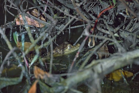 Kaaiman in de nacht