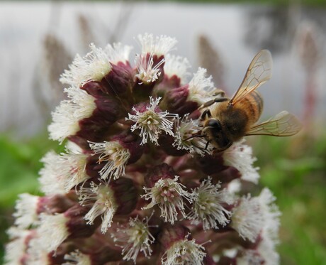 Groothoefblad bloem met bezoek