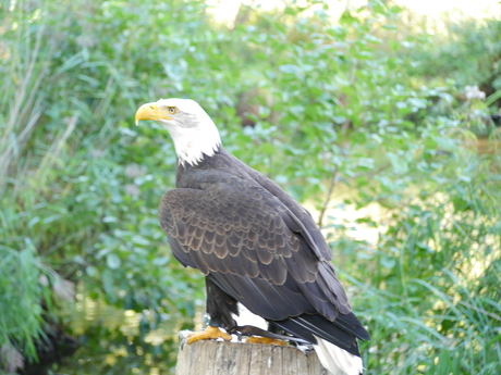 roofvogels