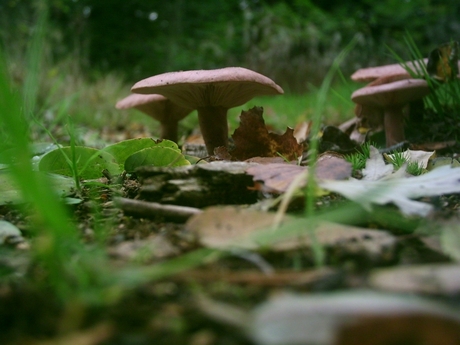 Eekhoorntjesbrood, Boletus Edulis