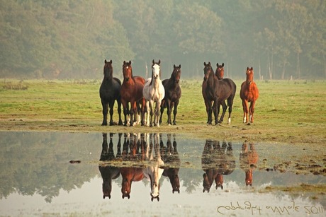Horses reflect