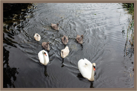 Familie Zwaan.jpg