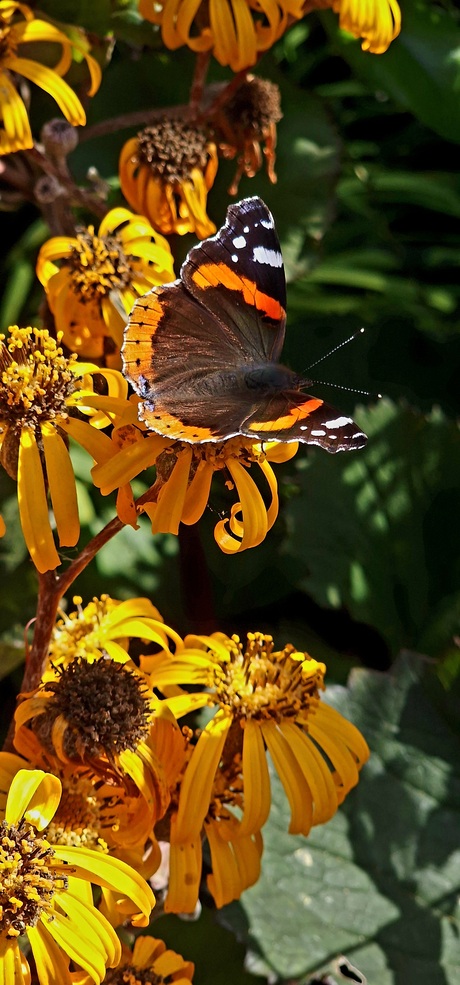 Vlinder kleurt mooi bij de bloem