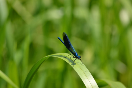 Mooi blauw