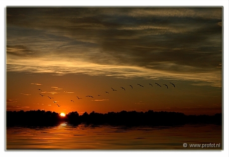 Ganzen op weg naar de zon