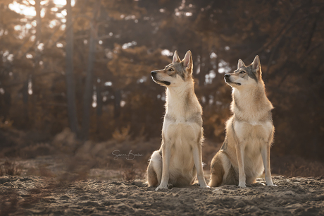 Wolfhonden bij zonsondergang