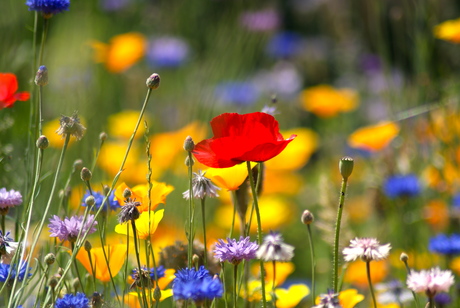 papaver