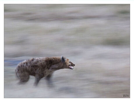 Hyena @ Lake Nakura / Kenia