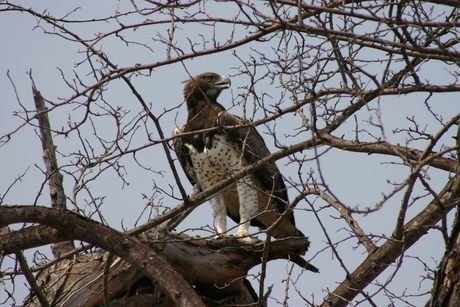 Marshall Eagle