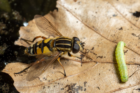 Gewone pendelvlieg en rupsje