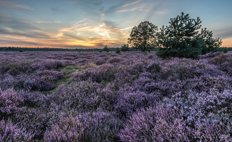 Sunset Heather