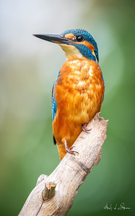 ijsvogel