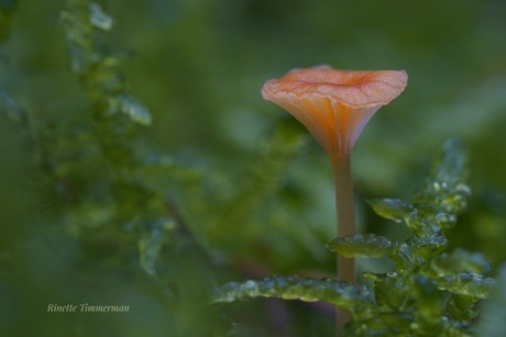 Oranje paddenstoeltje