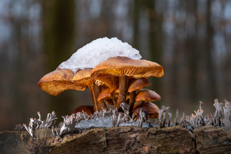 Paddenstoel met sneeuwhoed