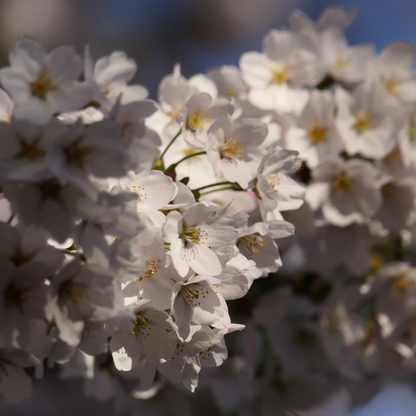 Lente