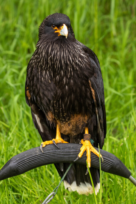 Caracara