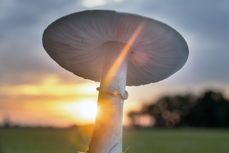 Paddestoel tijdens het ochtendgloren.