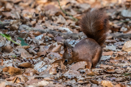 Ik had hier toch 'n beukennootje verstopt.