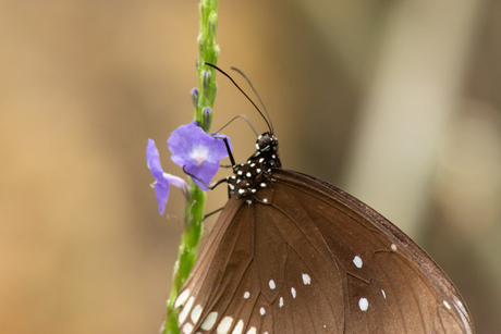 vlinder paars