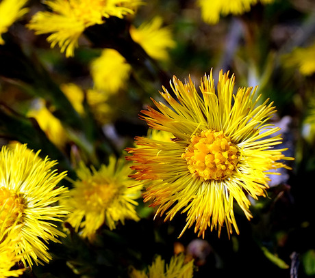 Klein hoefblad ( Tussilago farfare )