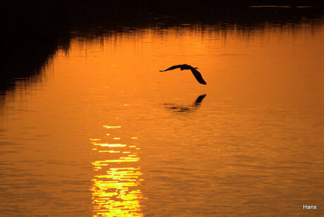 reiger