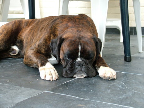 Sam onze boxer