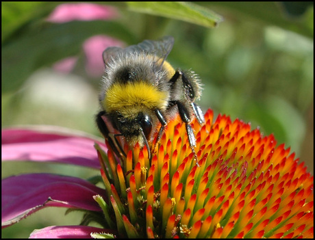 Hommel op het Loo