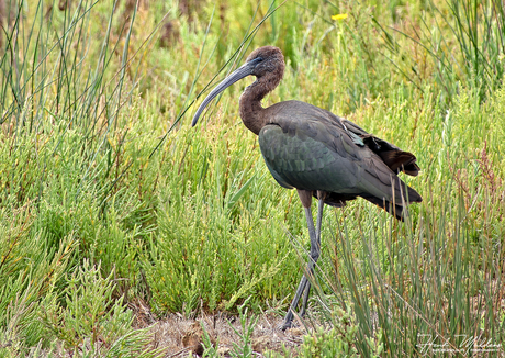 Zwarte ibis (Plegadis falcinellus)