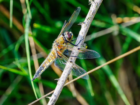 Libelle