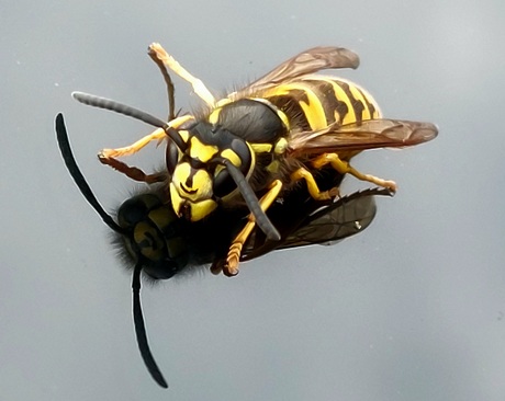 Duitse wesp 