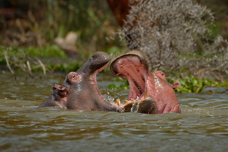 Nijlpaarden - Kenia 2014