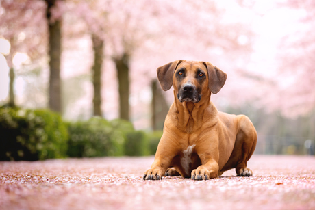 Blossom Girl