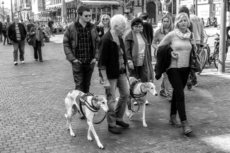 Hondjes uitlaten op de Meir.