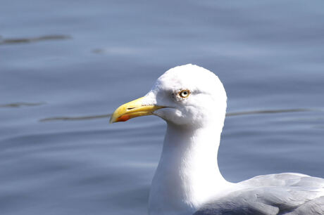 One of a flock