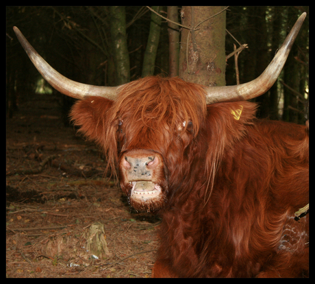 Schotse Hooglander