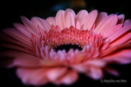 Gerbera