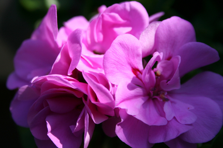 Doodgewone Geranium