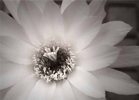 Cactusflower... up close