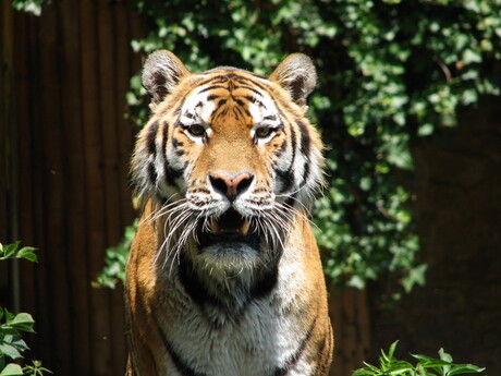 tijger in Antwerpen