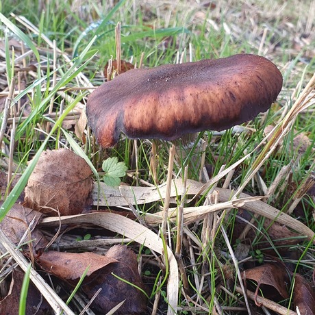 #mushroom