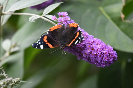 Vlinders in de tuin