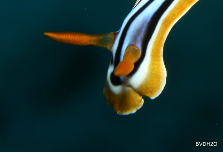 Detail Chromodoris Quadricolor